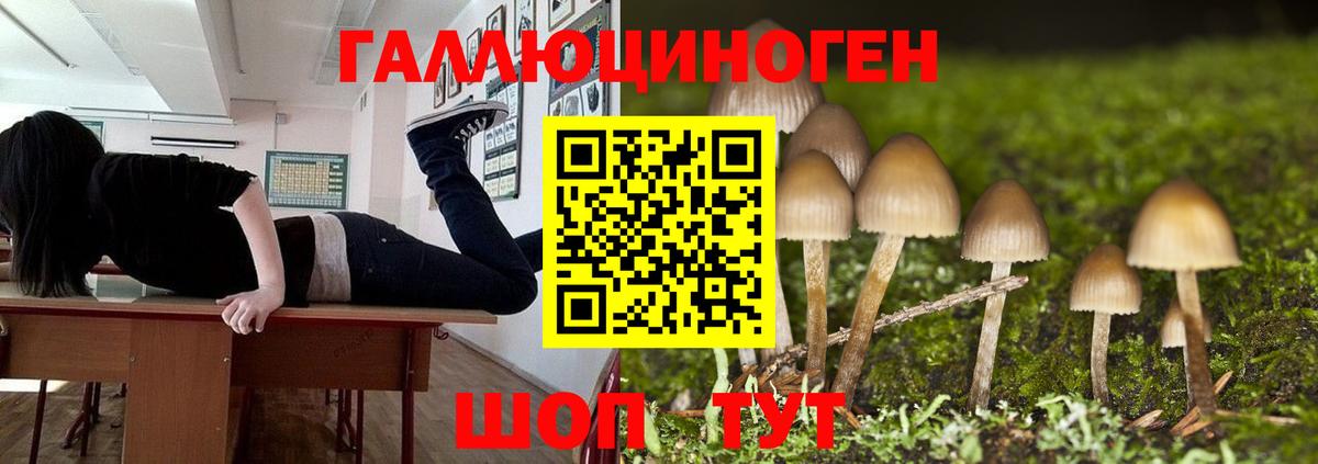 Галлюциногенные грибы Psilocybine cubensis Сыктывкар